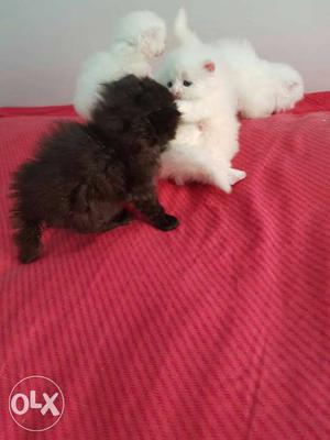 Cute n pure breed persian kittens! per kitten