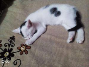 Cute white cat 4 months
