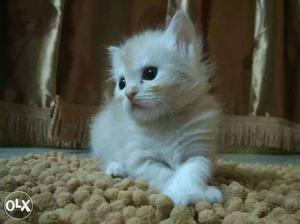 Doll faced persian kitten. 2months old.