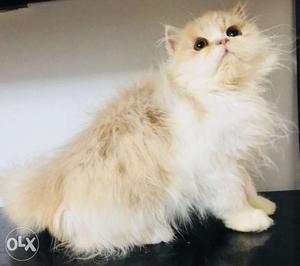 Fawn n White Long Coat Cat