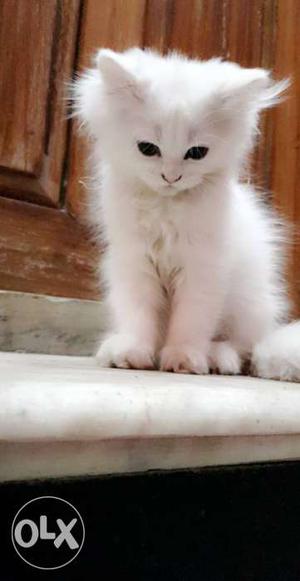 Female persian Cat. Fluffy - 2 months old.