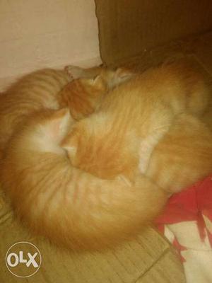 Four 3 weeks old orange kittens