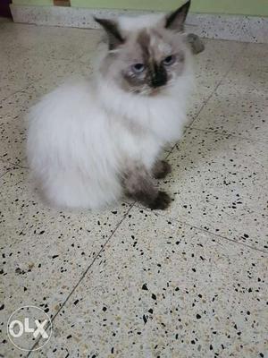Friendly himalayan persian female one and half