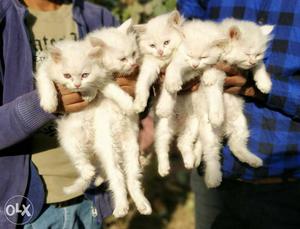 Full white real Persian kittens 4sell here call