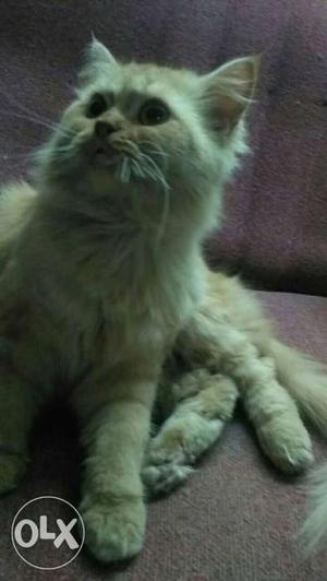 Fur-coated Beige Cat