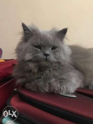 Gray Persian Cat Only for mating not for sale