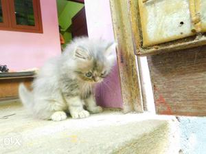 Gray &white persian Kitten