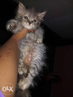 Grey and tabby white semi punch face kittens