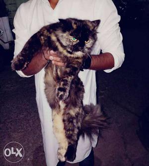 Hello Guys I am selling my female persian cat 14