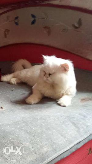 Hi Handsome Persian cat proven male with health