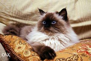 Himalayan Cat Male very healthy and friendly 15