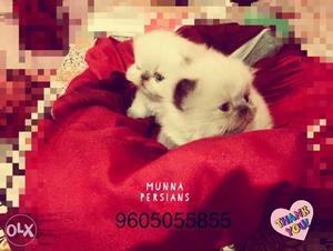Himalayan high quality xtream punch male&female available