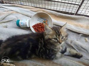 I have 2 tabby kittens male/female pair 40 days
