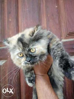 I have shown quality Persian kitten for sale.3and half
