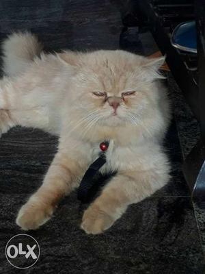 I want sale my punch face Persian cat