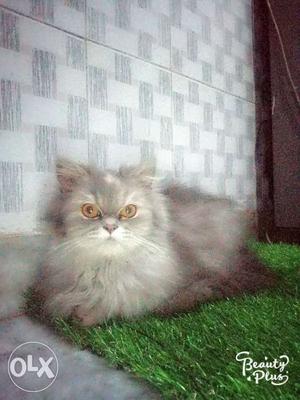 I'm selling a 11 months old gray persian cat