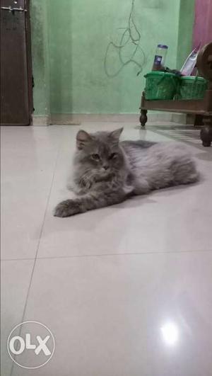 Indonesian Persion Cat male 12 Months