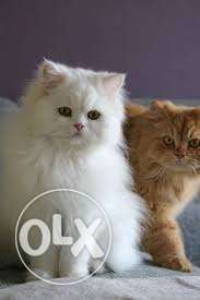 It is a doll faced persian cat