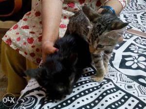 Kittens 4 sale