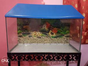 Large fish aquarium with elegant iron stand