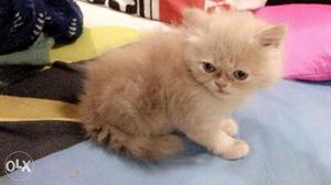 Light brown colored female Persian kitten... 2 months old