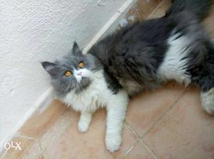Long Coated White And Gray Cat
