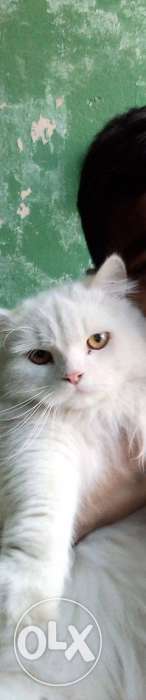 Long-coated Fur White Cat