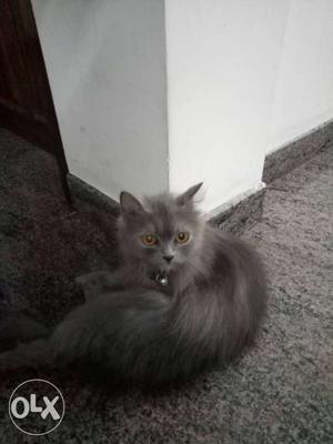 Long-furred Black And Grey Cat