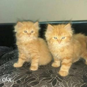 Male Persian kittens Deevormed Healthy n hygiene