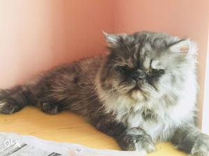 Male persian cat available for mating.. Please