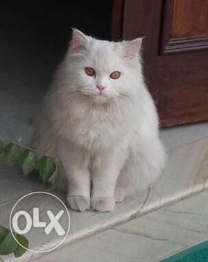 Male white Persian cat Doll face male White young