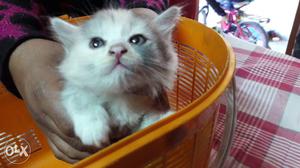 Multi colour cute Doll face 2 months old persian kitten for