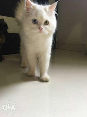 Odd eyes femail 4 months sell in Mumbai contact