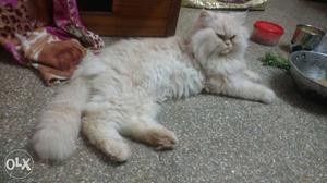 One and half year female pure Persian long for