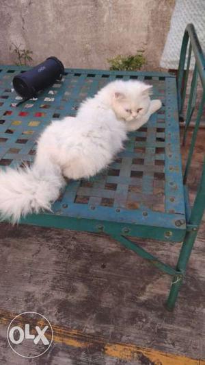 Only for mating not for sell.I have a Persian male 1.2 yrs