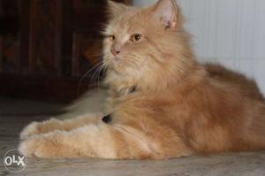 Orange percian Cat