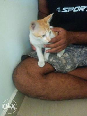 Orange tobby kitten trained to use litter box