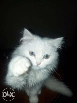 Percian cat blue eyes