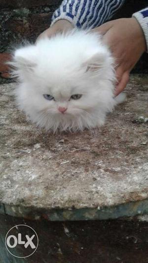 Persian 50 days white kitten For more details