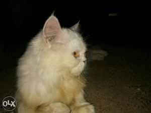 Persian Cat Snoopy Female One year yellow eyes