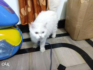 Persian Cat white female and brown male