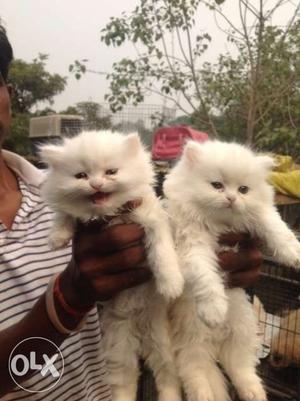 Persian Kitten For sell at best price range