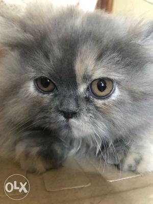 Persian Kitten female 3months old Potty trained.