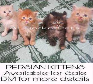 Persian Kittens available for sell