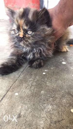 Persian cat 1 month old gender female