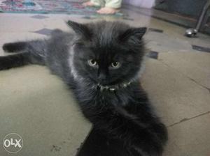 Persian cat 4-5 months old