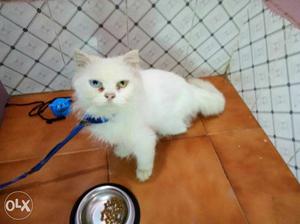 Persian cat for sale female 1year 6month old