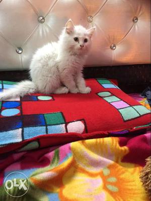 Persian cat fr sale with blue eyes