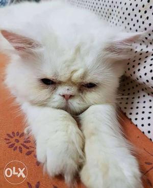 Persian cat full punch.