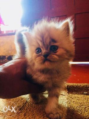 Persian cat grey colour female..1month old
